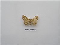 藏品(尺蛾178)的圖片